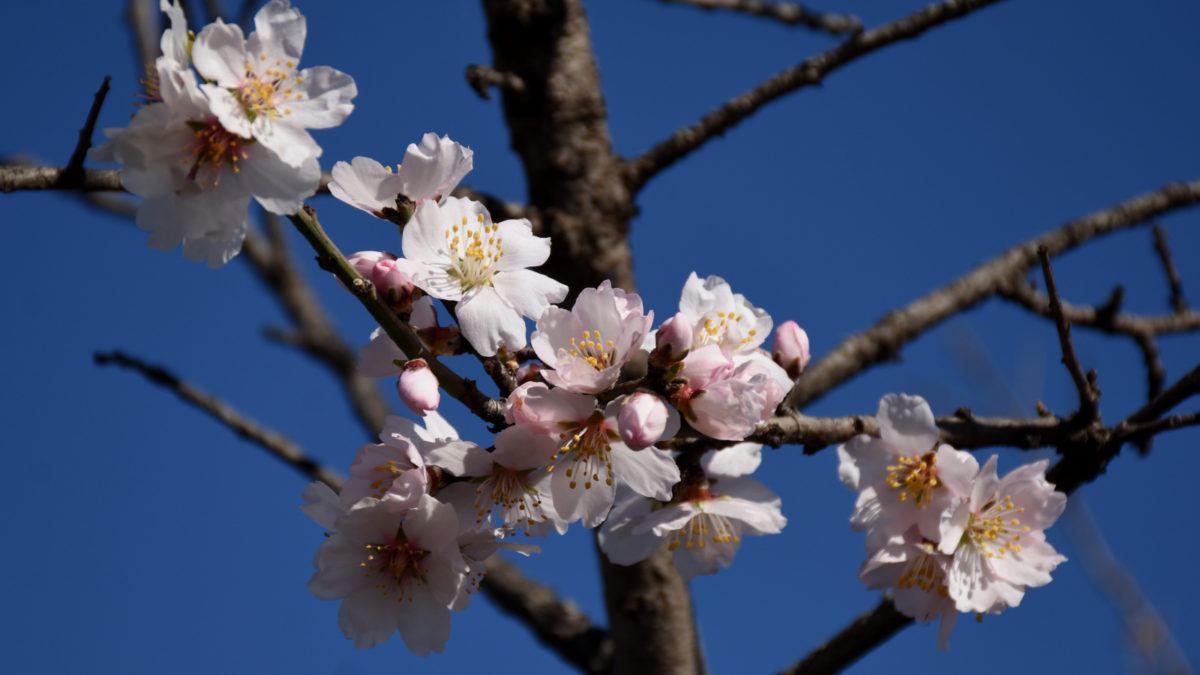Αμυγδαλιά λιακάδα