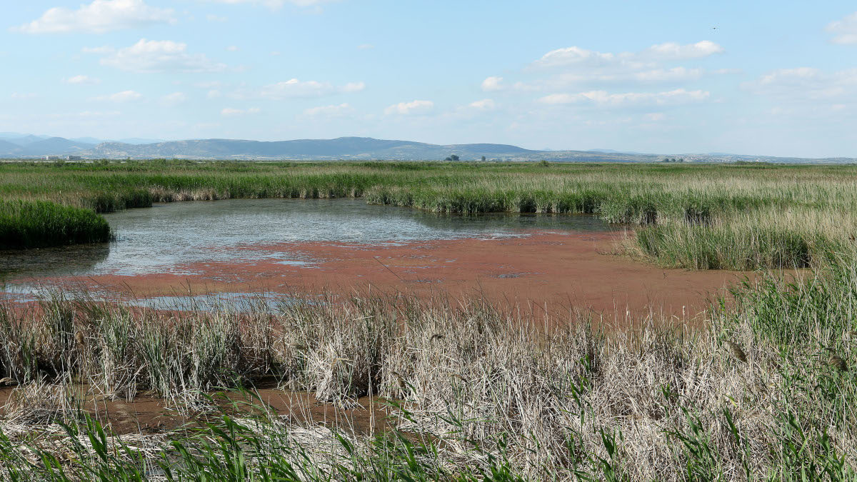 evros_delta
