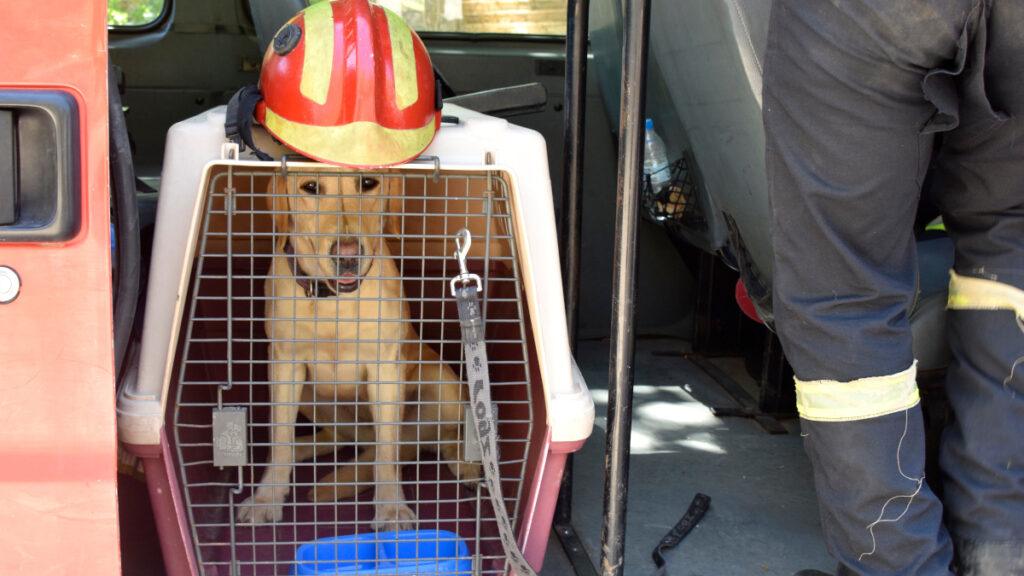 Ειδική Ομάδας Αντιμετώπισης Καταστροφών (ΕΜΑΚ)- Σκύλος της Ομάδας - Πυροσβεστικό Σώμα