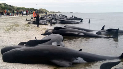 100 φάλαινες πιλότοι και δελφίνια πέθαναν αφού εξώκειλαν στα απομονωμένα νησιά Κάθαμ, περίπου 800 χιλιόμετρα από τις ανατολικές ακτές της Νέας Ζηλανδίας