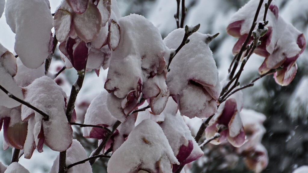 Χιονισμένη Αθήνα - 16 Φλεβάρη 2021 - Ιπποκράτειος Πολιτεία