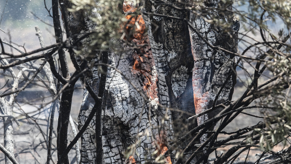 Πυρκαγιά σε ξερά χόρτα και πυκνή βλάστηση στην οδό Καλυφτάκη στην Κηφισιά, Παρασκευή 2 Ιουλίου 2021. Άμεσα έσπευσαν στον τόπο της πυρκαγιάς 13 πυροσβέστες με 6 οχήματα καθώς και εθελοντές πυροσβέστες, ενώ έκανε ρίψη από αέρος ένα ελικόπτερο.