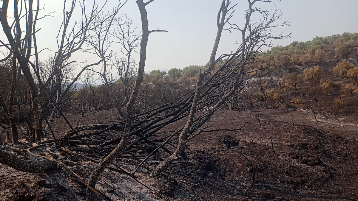 Πυρκαγιά στη Λακωνία - Κατέκαψε 110000 στρέμματα - Αύγουστος 2021