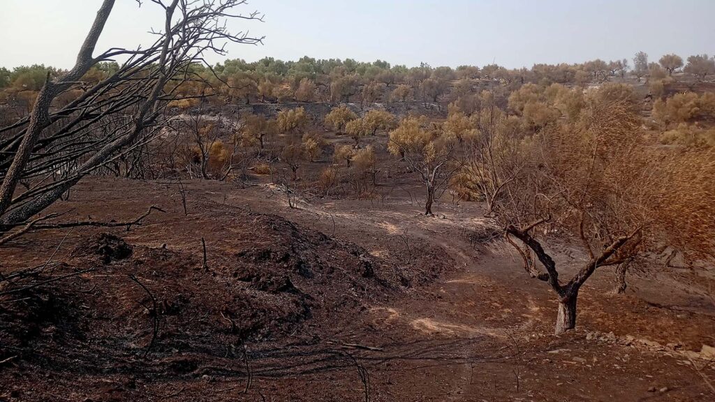 Πυρκαγιά στη Λακωνία - Κατέκαψε 110000 στρέμματα - Αύγουστος 2021
