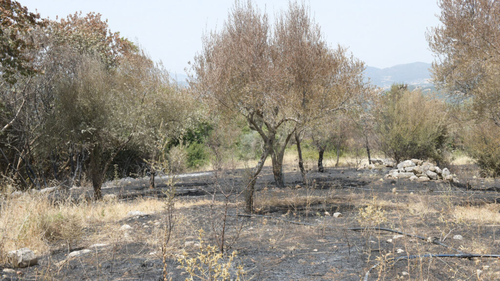 Κατεστραμμένες καλλιέργειες - Περιοδεία κλιμακίου του ΚΚΕ στον Δήμο Ερύμανθου μία από τις πυρόπληκτες περιοχές της Αχαΐας - 2/8/21