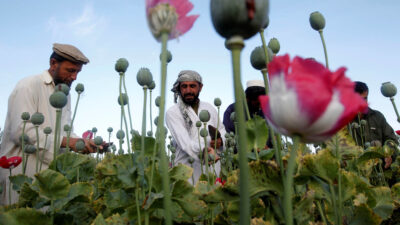 Καλλιέργειες οπίου στο Αφγανιστάν το 2012 όταν ήταν υπό την 20χρονη ΝΑΤΟϊκή κατοχή η χώρα