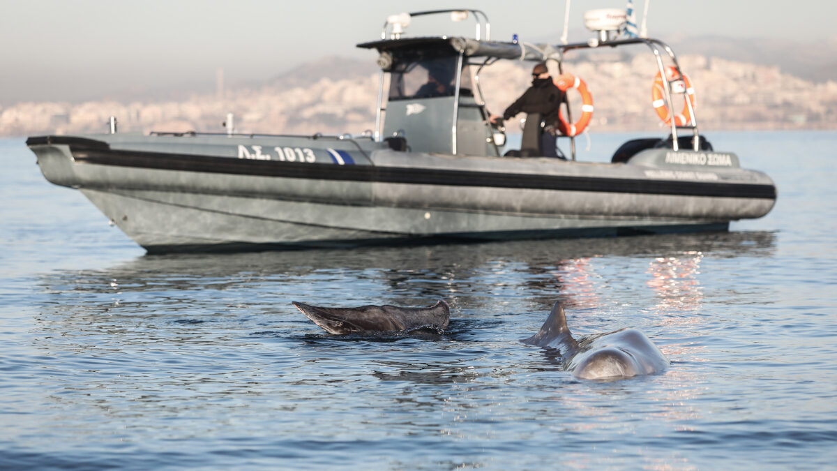 Επιχείρηση διάσωσης από το Λιμενικό μιας νεαρής ραμφοφάλαινας (Ziphius cavirostris) που εξόκειλε στα ρηχά της παραλίας του Αλίμου, Παρασκευή 28 Ιανουαρίου 2022.