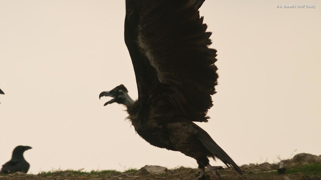 μαυρόγυπας