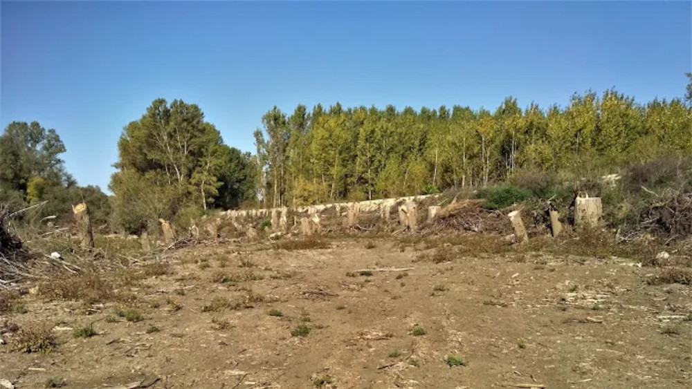 Υλοτομία στον Έβρο