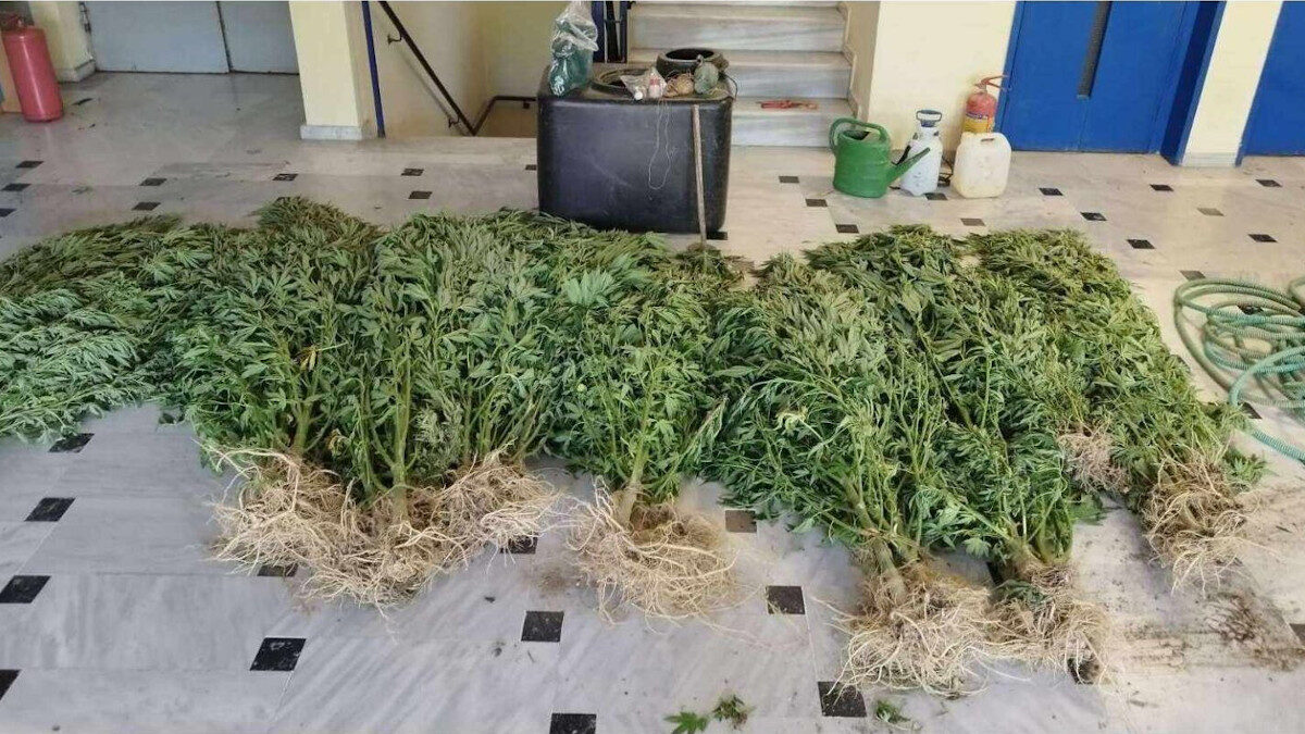 Άρτα, Κάνναβη, Αστυνομία