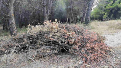 Καθαρισμός στους πρόποδες της Πάρνηθας