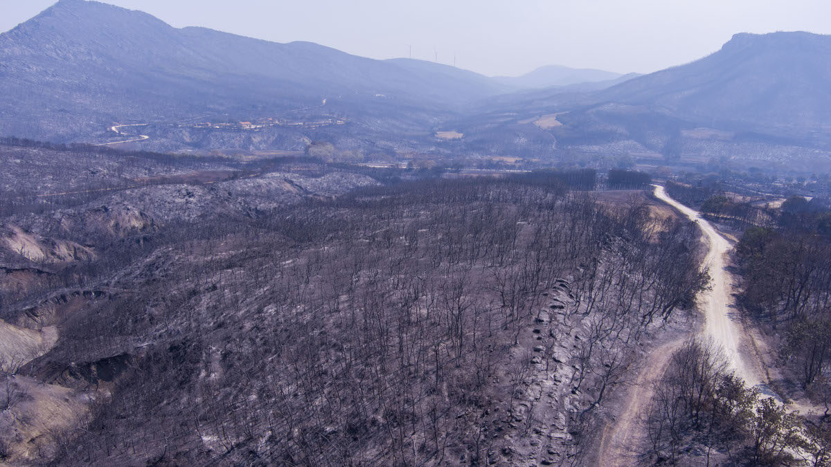 Εικόνες απο drone της καμμένης γής που άφησε πίσω της η καταστροφική πυρκαγιά στην Αλεξανδρούπολη - Δάσος Δαδιάς