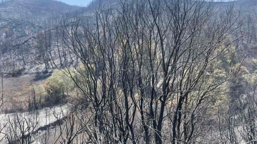Η καμμένη έκταση γης από την πυρκαγιά στην Πηνεία Ηλείας