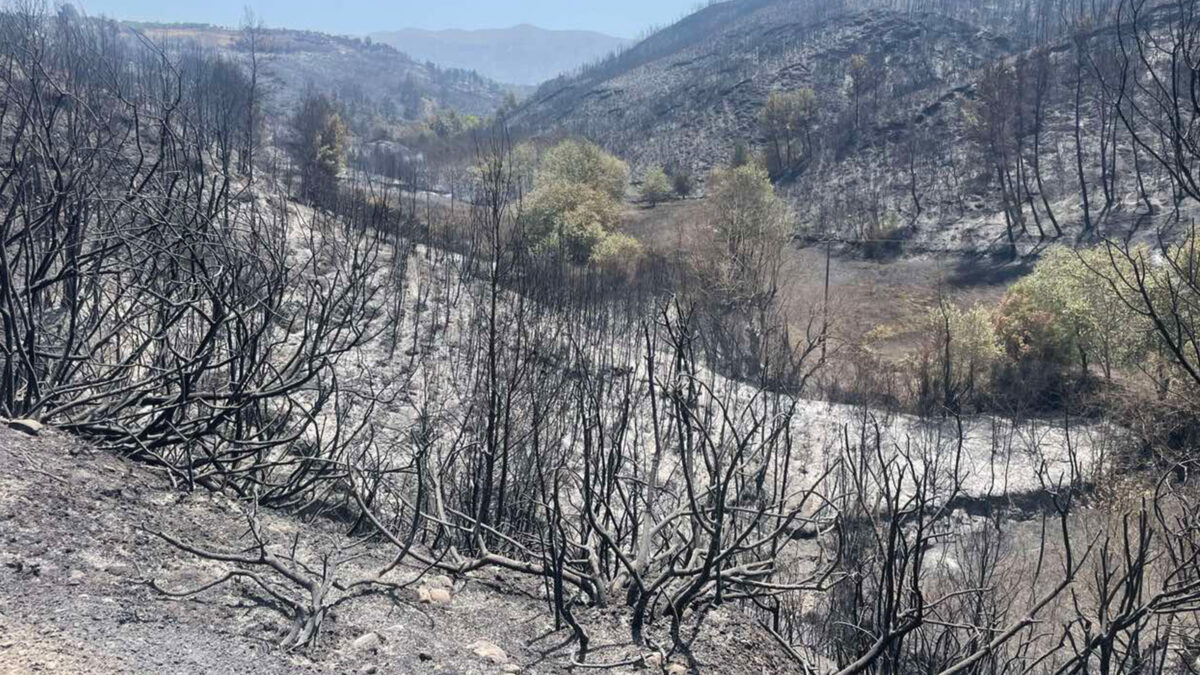 Η καμμένη έκταση γης από την πυρκαγιά στην Πηνεία Ηλείας